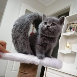 /view/img/kedi-ilan-1.jpg
