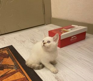 /view/img/kedi-ilan-2.jpg