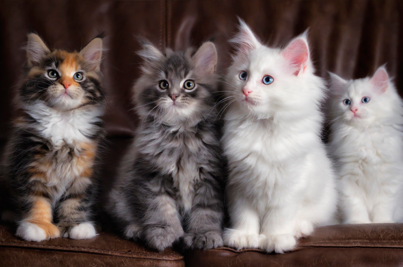 Kedi