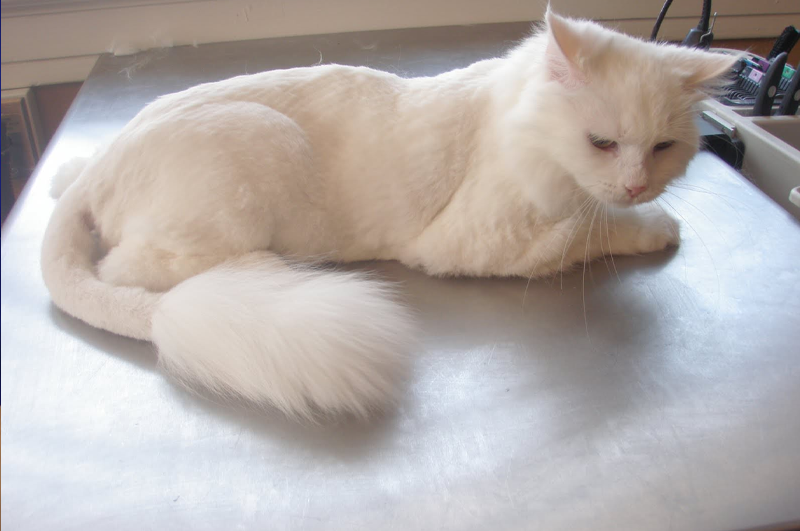 Kedi Tıraş Etme