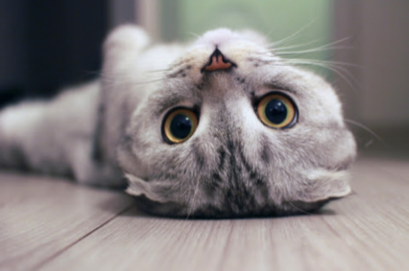 kedi göz bakımı