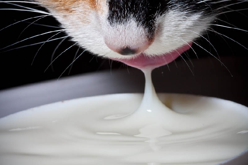 Kedi Süt İçirmek