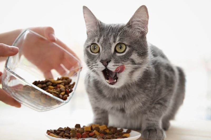 kedi ödül maması