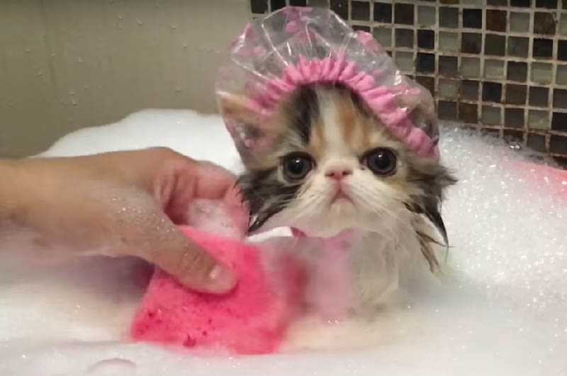 Kedi Temizlik ve Yıkanma