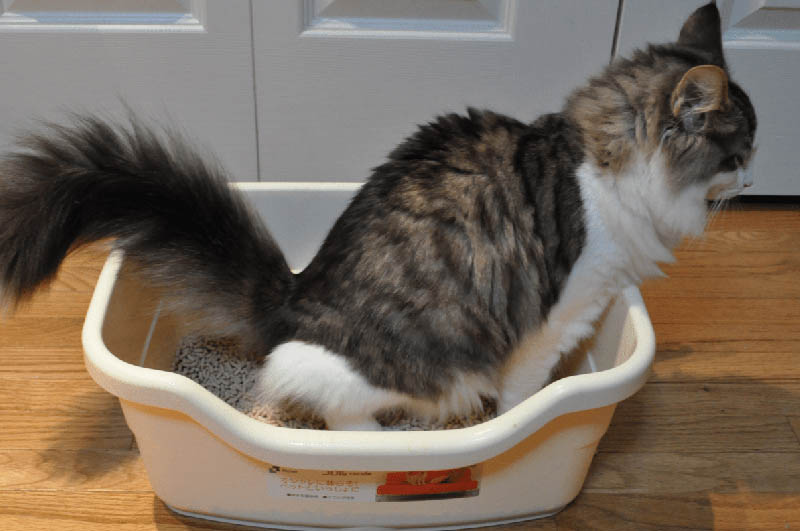 Kedi Tuvalet Eğitimi