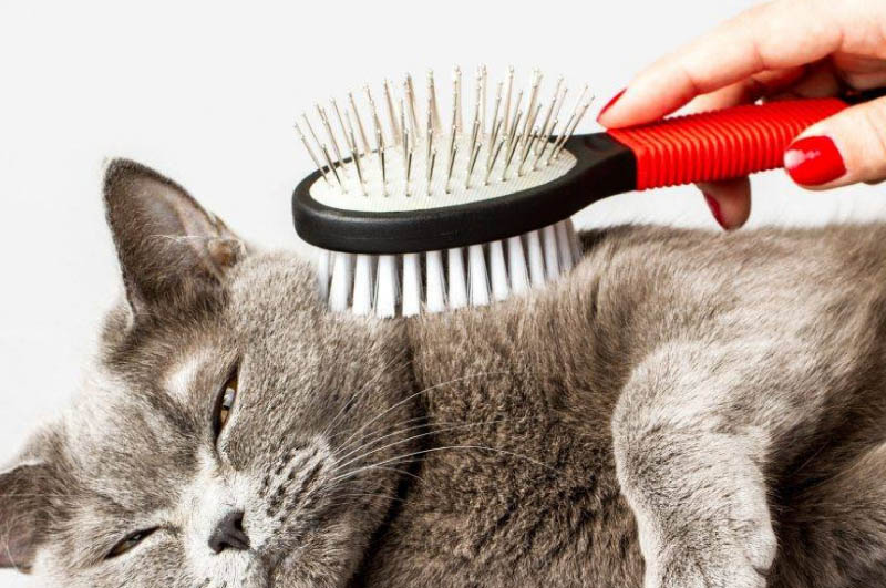 Kedi Tüy Bakımı