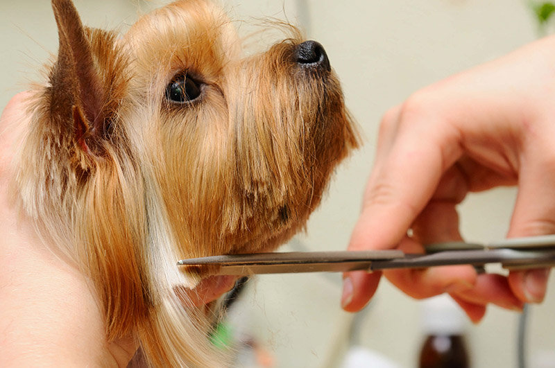 KÖPEK TÜY BAKIMI