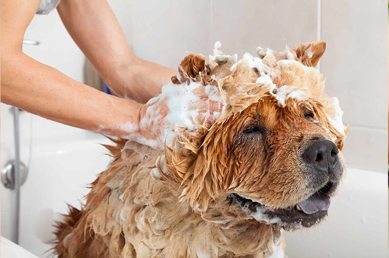 Köpek Temizlik ve Banyosu