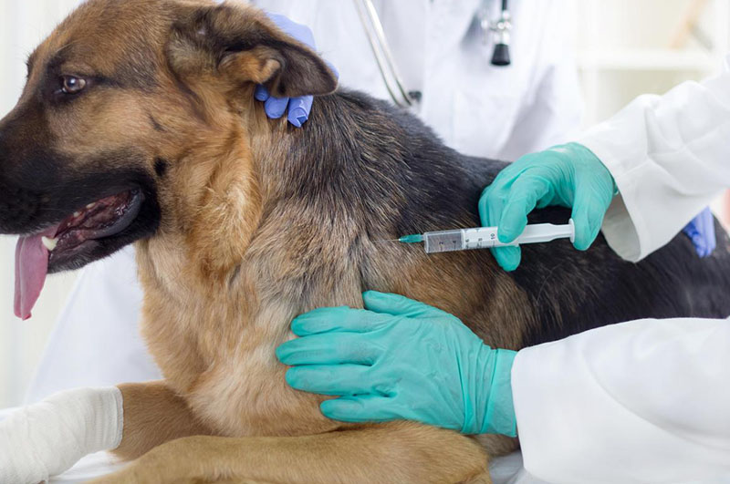 köpek aşısı