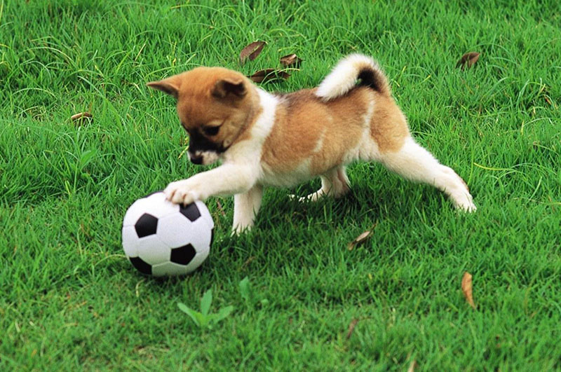 köpek oyun oynama